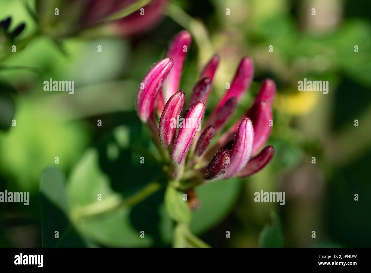 Honeysuckle, flowers rolled into buds. Purple buds of an ornamental shrub. Closeup on a macro