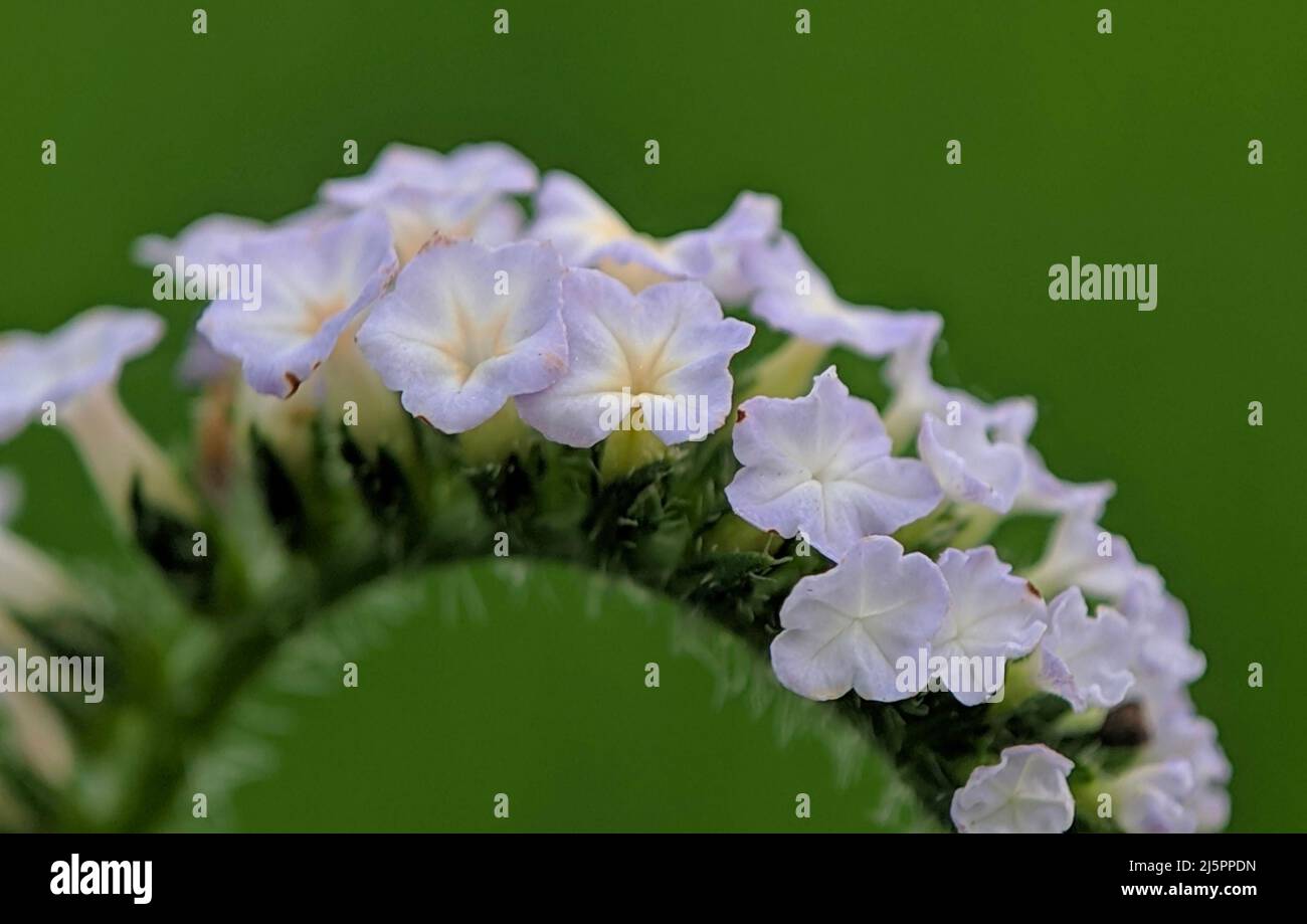 Heliotropium indicum or Indian heliotrope - Close up detail of Indian heliotrope flowers against a blur background. Macro Shot Heliotropium Indicum wi Stock Photo