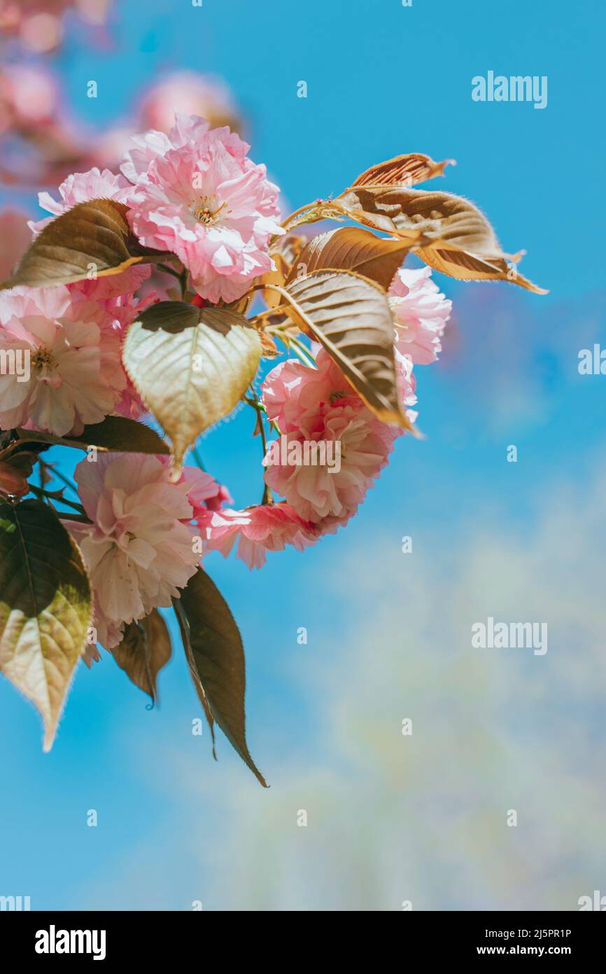 Amazing pink cherry blossoms on the Sakura tree. Blue sky Stock Photo ...