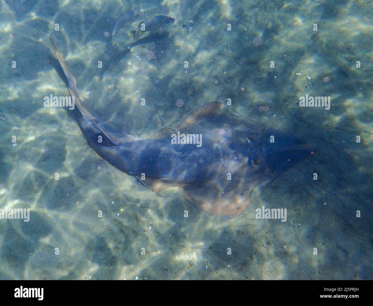 Shovelnose Ray swimming over coral reef, stingray Stock Photo
