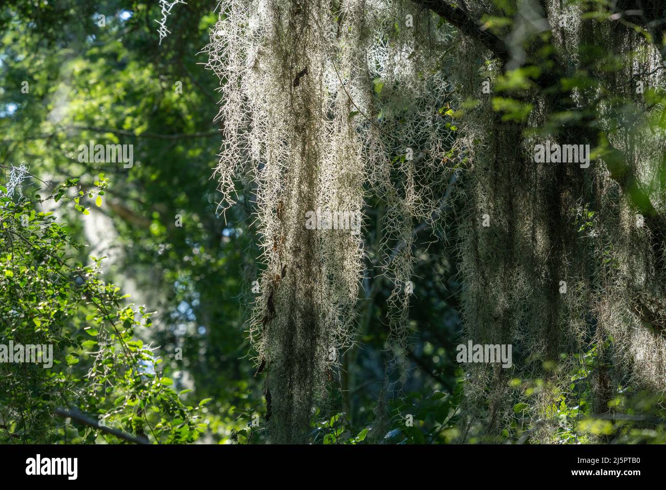 Spanish Moss, Tillandsia usuneoides, an epiphytic airplant, growing on