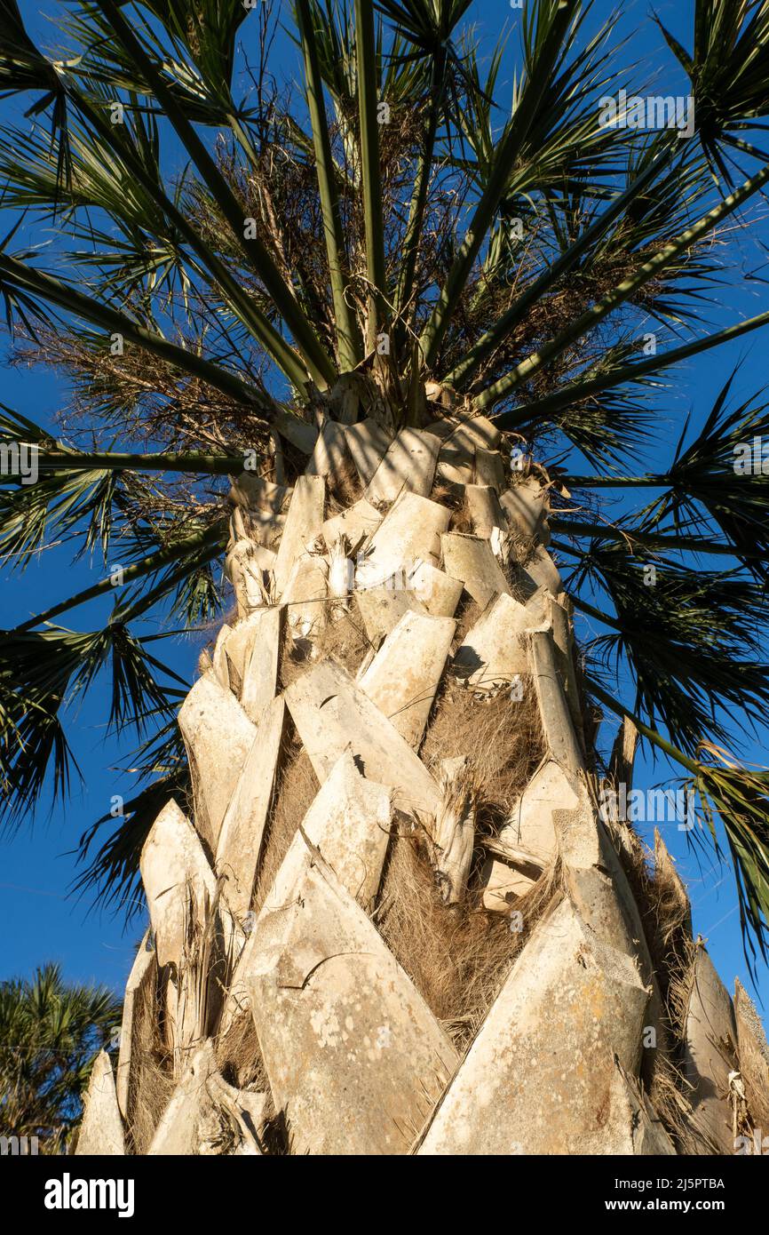 Leaf scars, called bootjacks, on the trunks of Sabal Palms, Sabal mexicana, in the Sabal Palm Sanctuary, Brownsville, Texas. Stock Photo