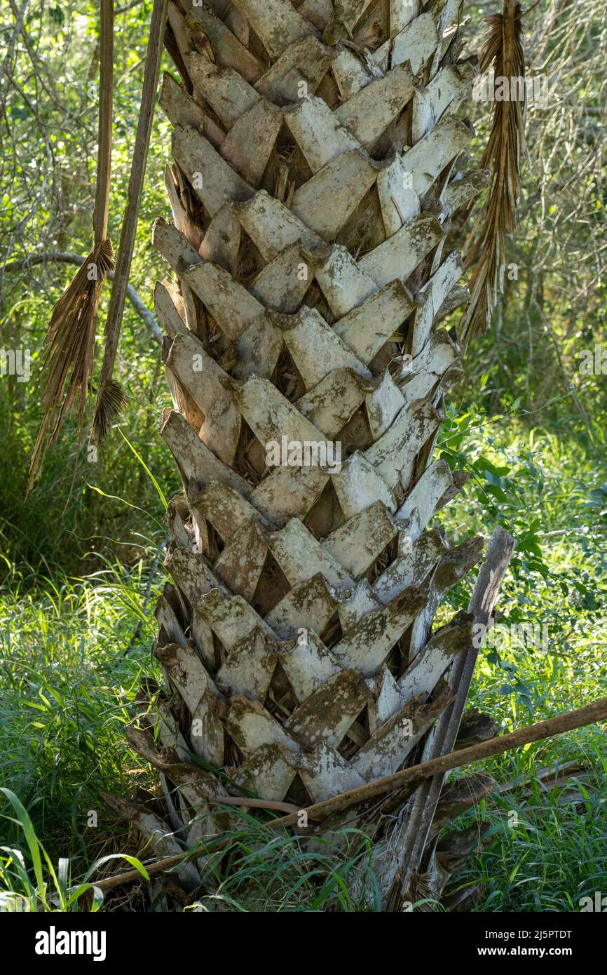 Leaf scars, called bootjacks, on the trunks of Sabal Palms, Sabal mexicana, in the Sabal Palm Sanctuary, Brownsville, Texas. Stock Photo