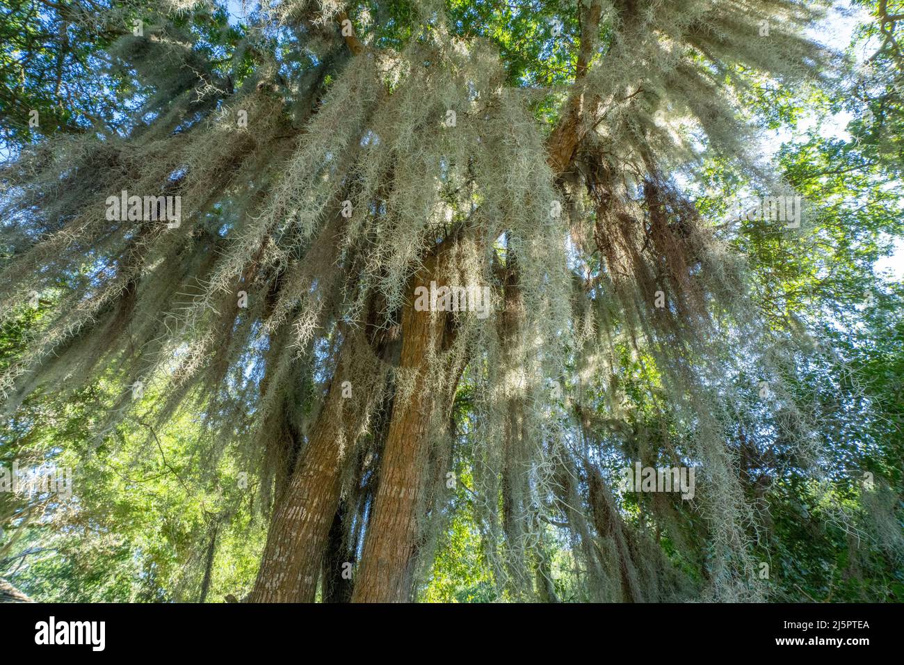 Spanish Moss, Tillandsia usuneoides, an epiphytic airplant, growing on