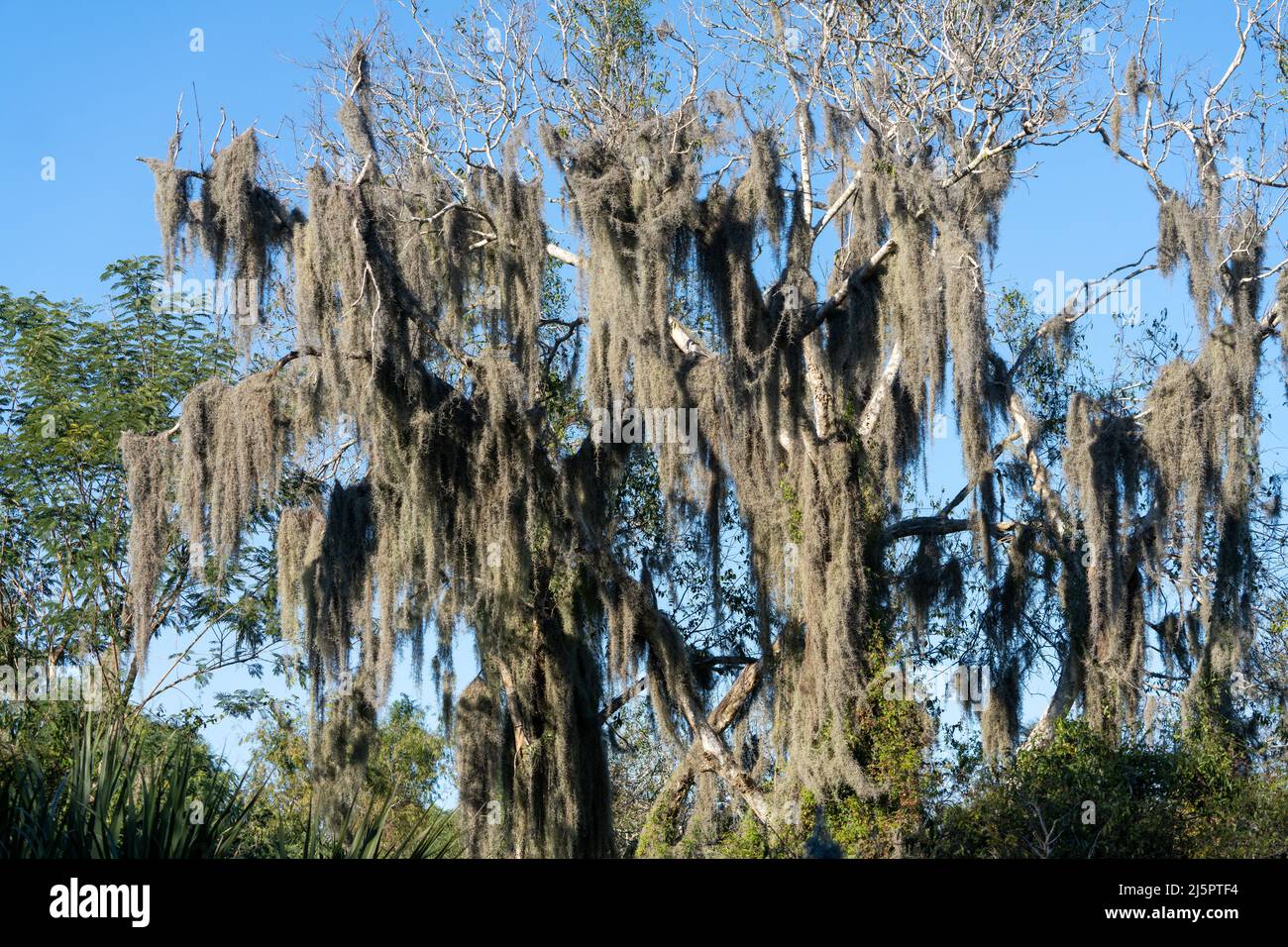 Spanish Moss, Tillandsia usuneoides, an epiphytic airplant, growing on