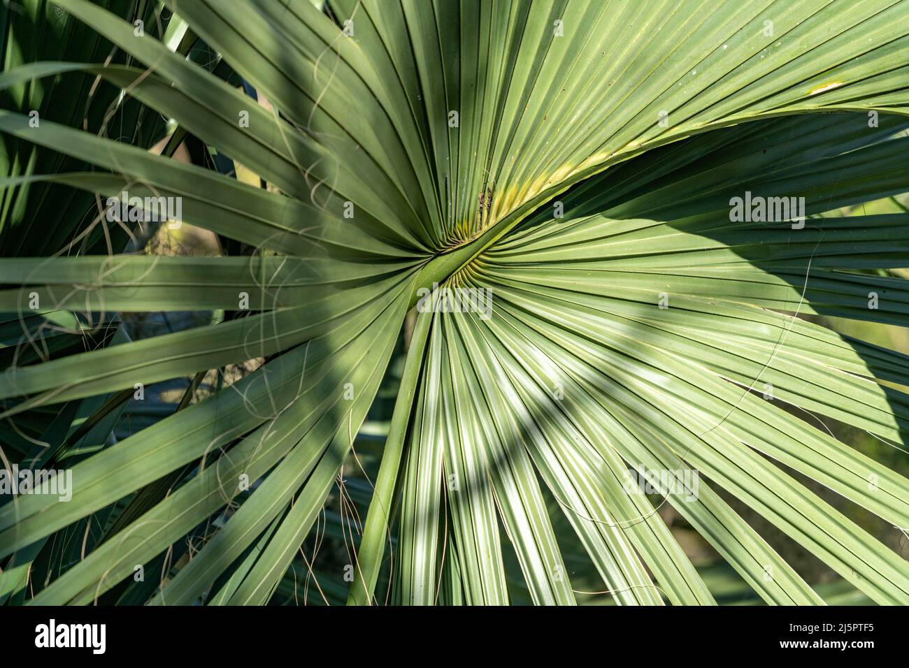 Detail of a Sabal Palm leaf, Sabal mexicana, in the Sabal Palm Sanctuary near Brownsville, Texas. Stock Photo
