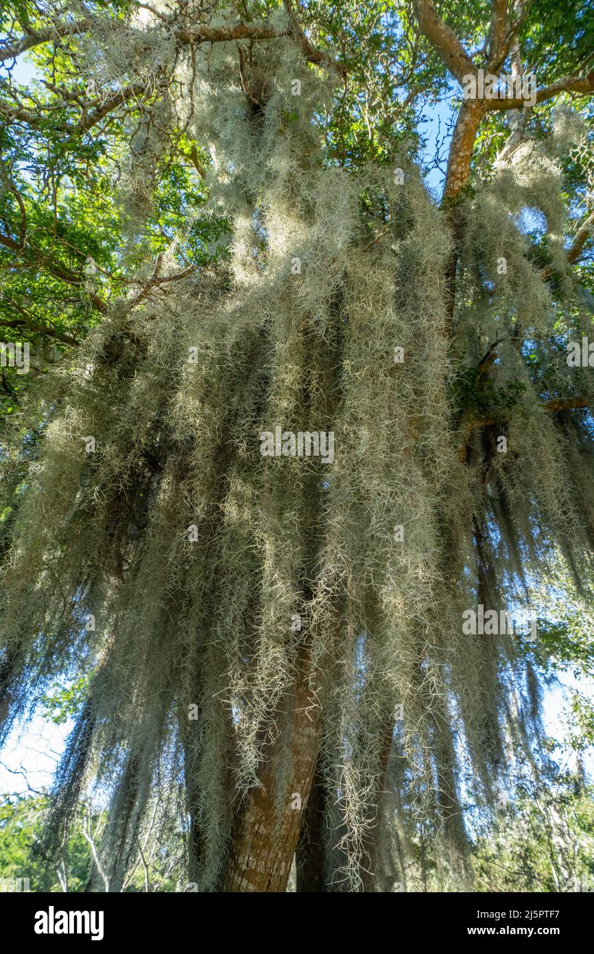 Spanish Moss, Tillandsia usuneoides, an epiphytic airplant, growing on