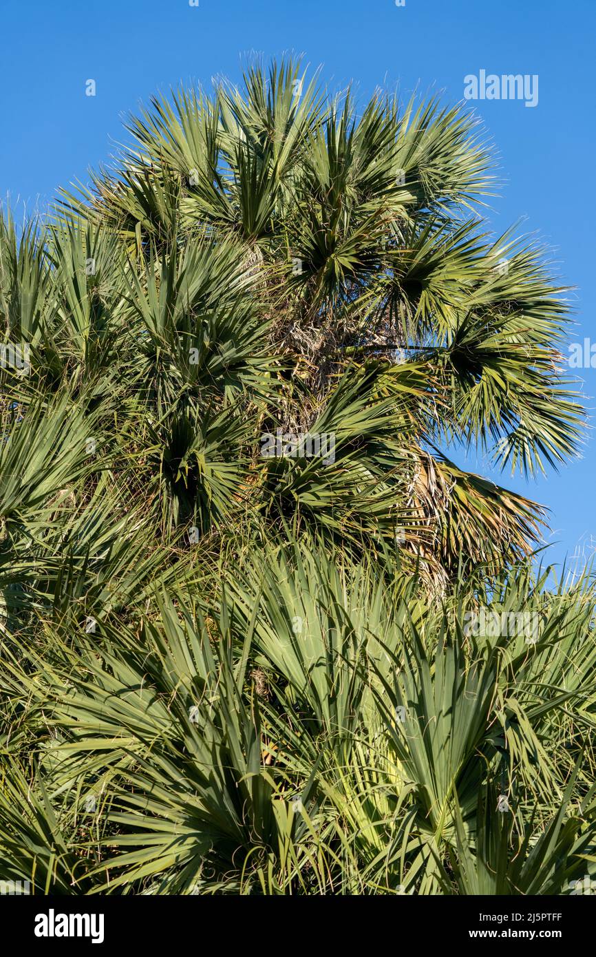 Sabal Palms, Sabal mexicana, in the Sabal Palm Sanctuary, Brownsville, Texas.  The largest natural grove in the United States. Stock Photo