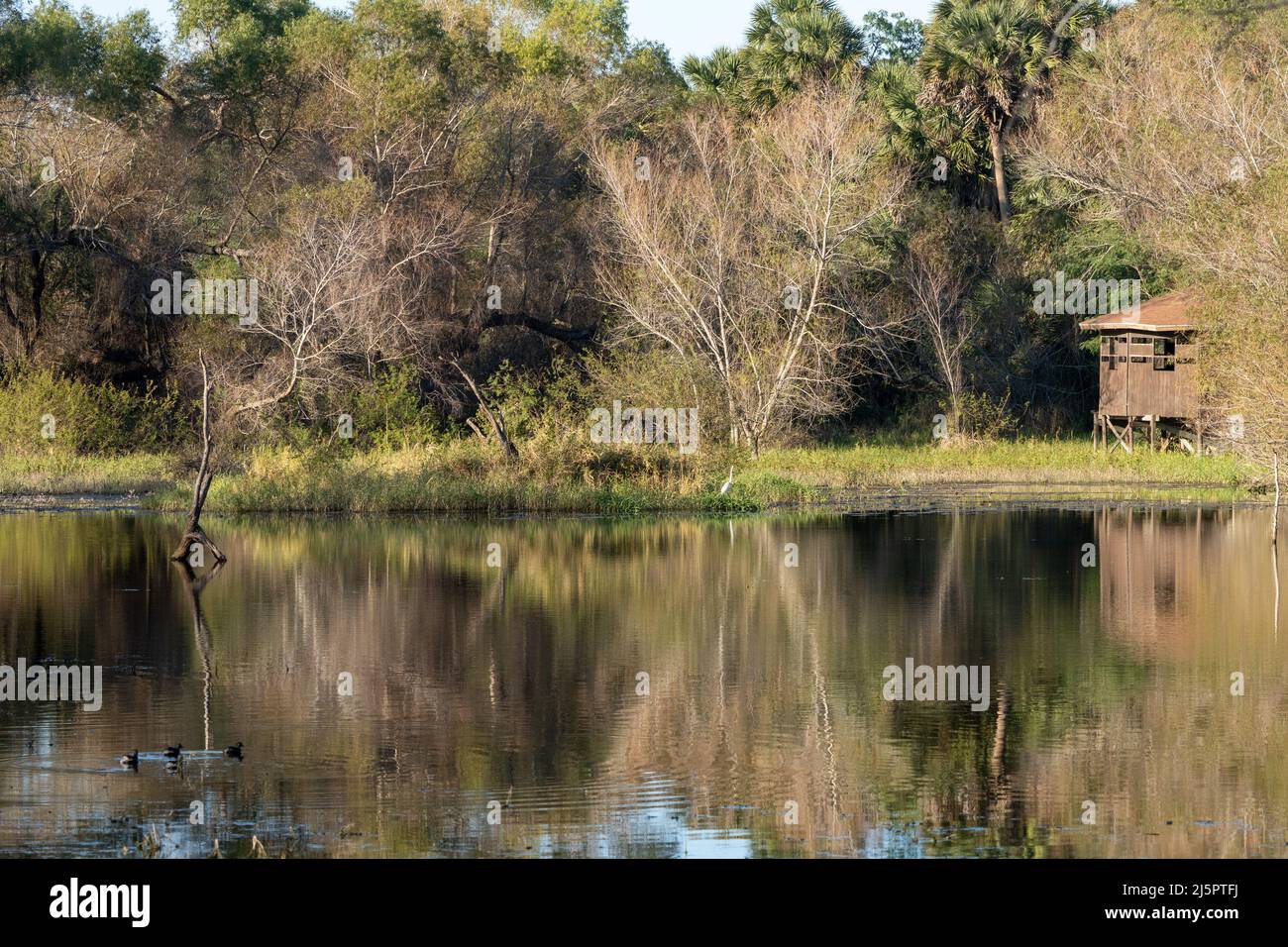 A Great Egret hunts along the shore of a resaca or oxbow lake in the Sabal Palm Sanctuary, Brownsville, Texas.  At right is a bird observation blind. Stock Photo