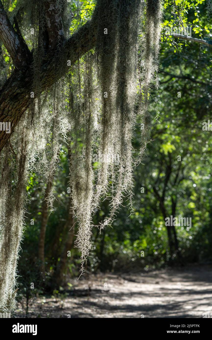 Spanish Moss, Tillandsia usuneoides, an epiphytic airplant, growing on