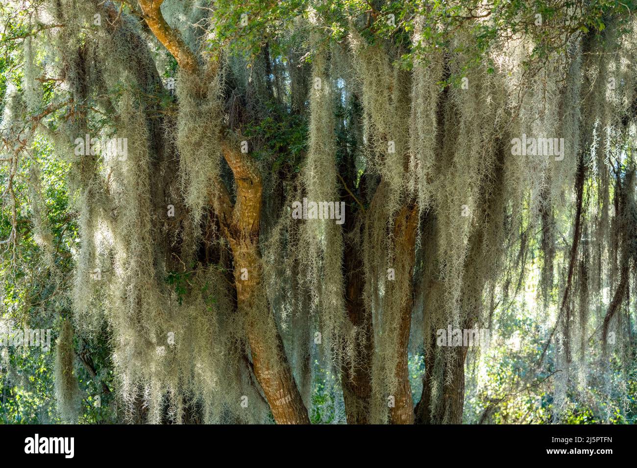 Spanish Moss, Tillandsia usuneoides, an epiphytic airplant, growing on