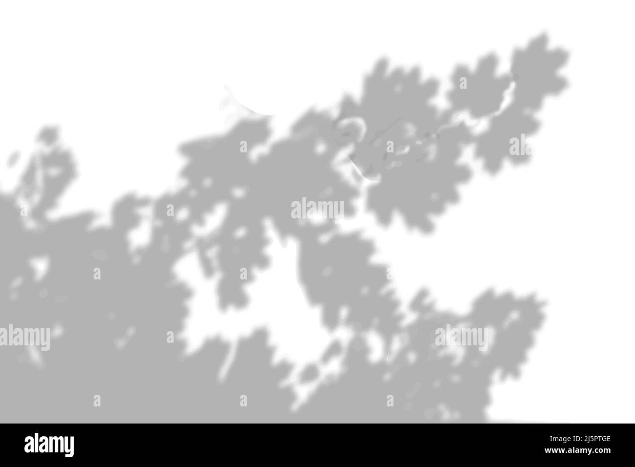 Summer background shadows from the foliage of a tree maple on a white ...