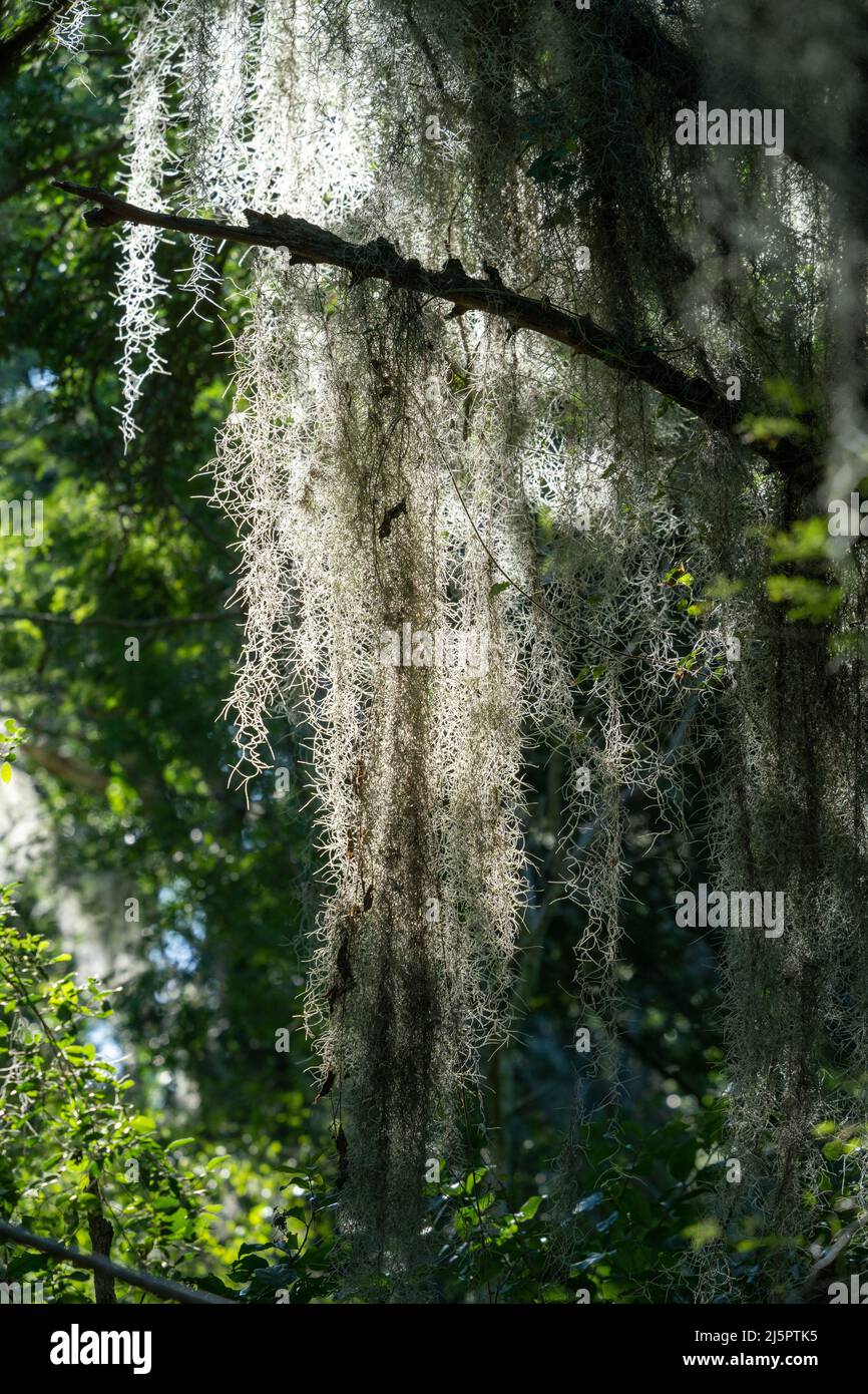 Spanish Moss, Tillandsia usuneoides, an epiphytic airplant, growing on