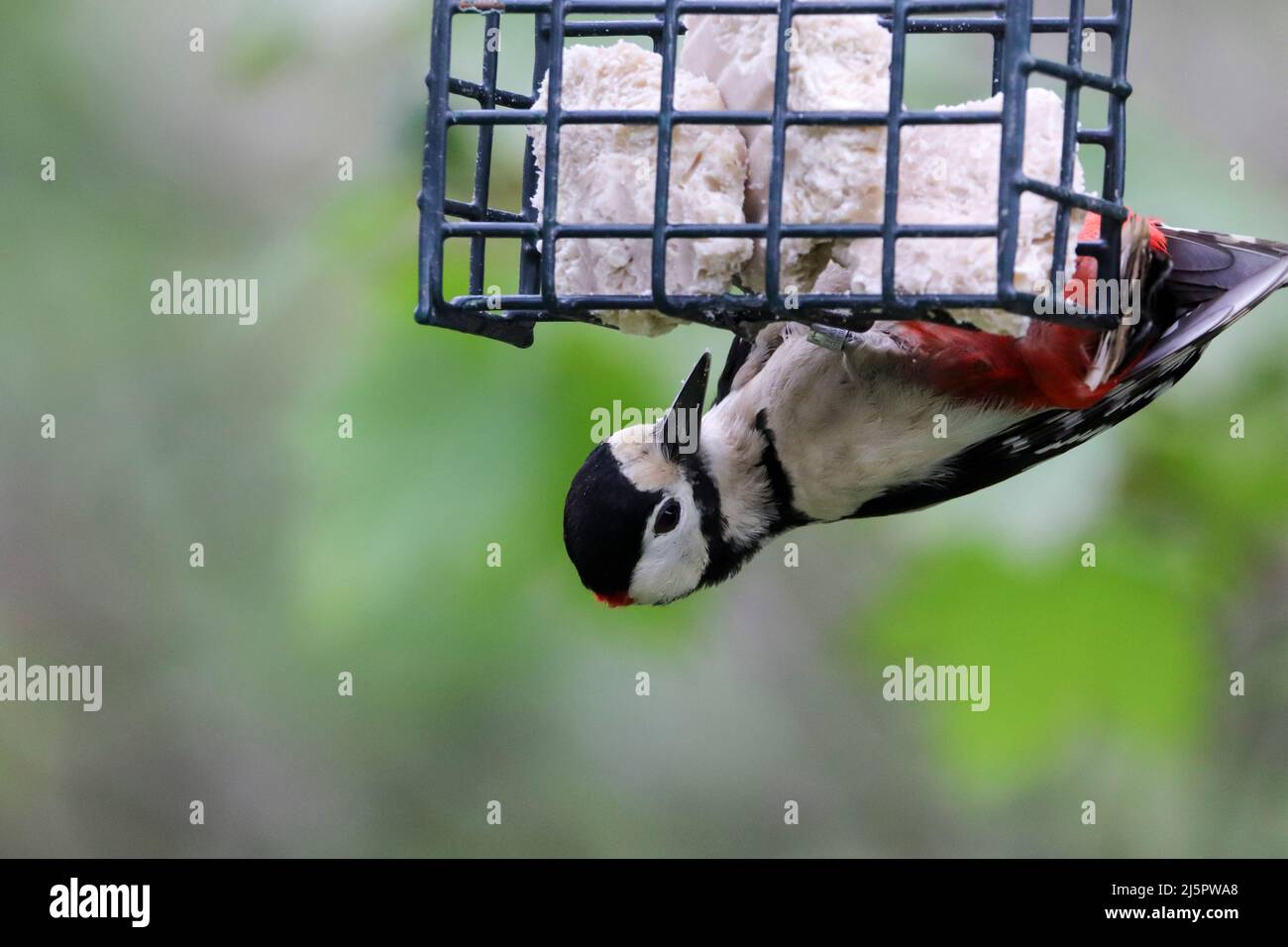 Great spotted woodpecker (dendrocopus major) male bird has black and white plumage with crimson red rump and nape patch hanging from a fat feeder Stock Photo