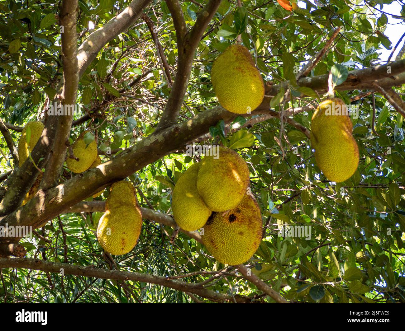 Jackfruit on the tree, Jackfruit Stock Photo Alamy