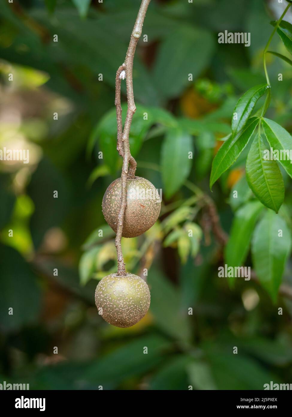 Crataeva fruit on the tree, comes from Amazon rainforest, Brazil Stock Photo