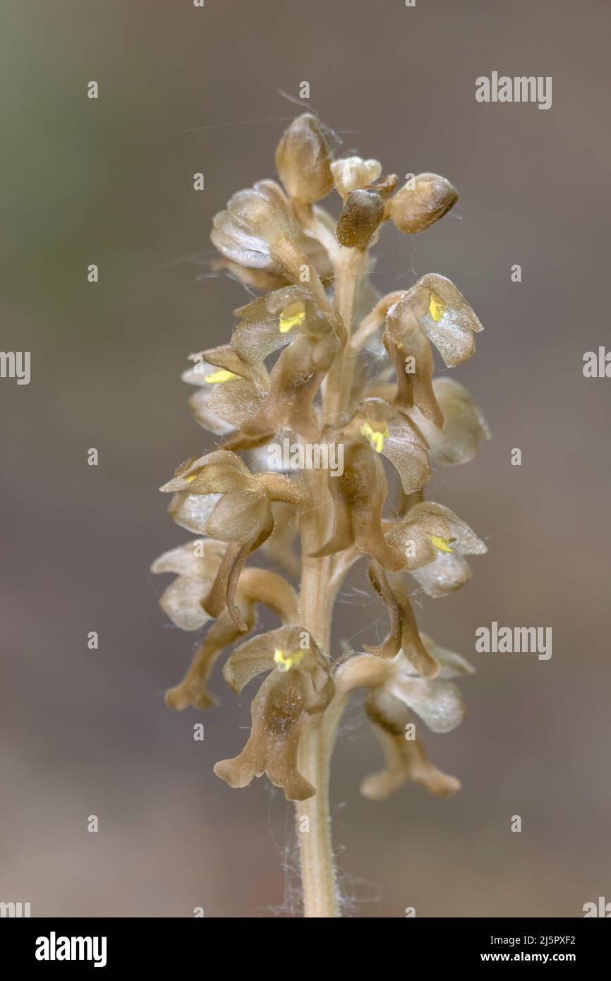 Bird's nest Orchid, Neottia nidus-avis, flower head, May, Norfolk Stock Photo