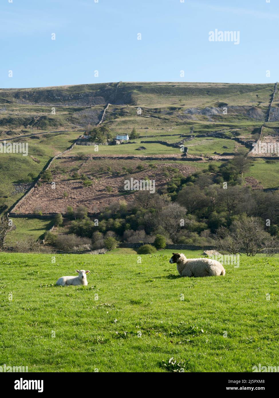 A lamb and ewe in Reeth, North Yorkshire, England, UK Stock Photo