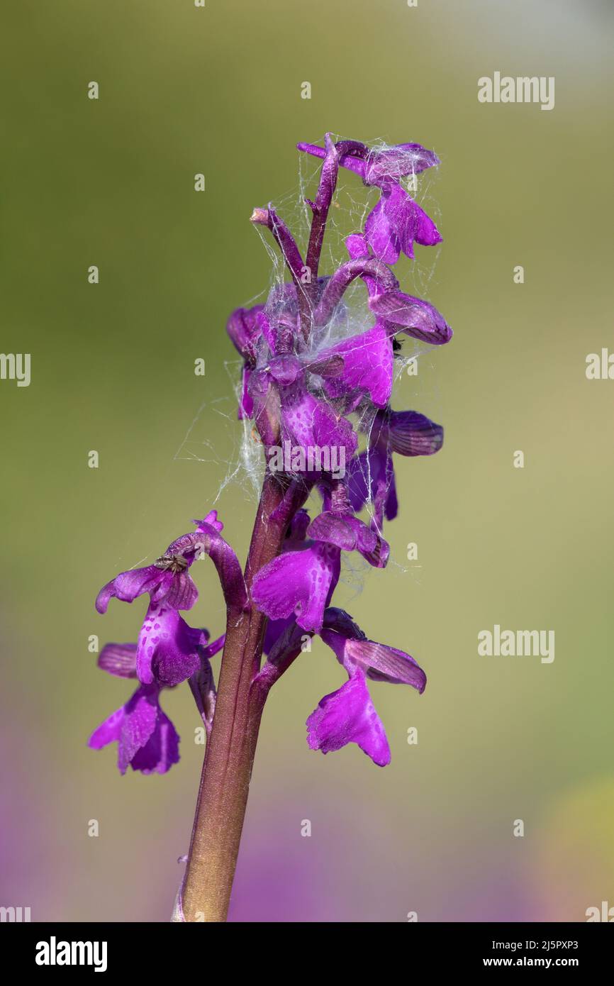 Green winged Orchid Stock Photo