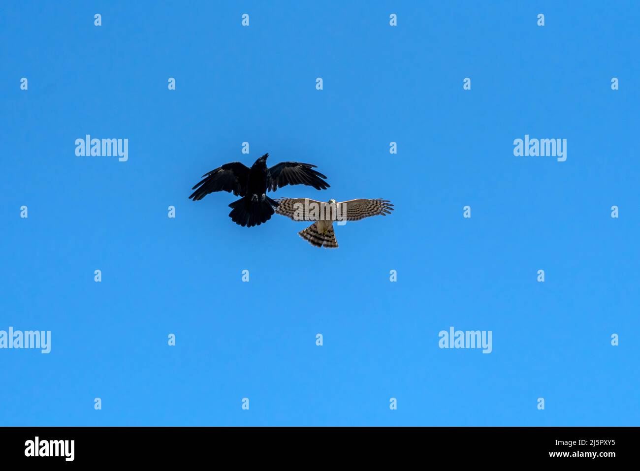 Sparrowhawk (Accipiter nisus) a bird of prey raptor in flight attacking a jackdaw crow (Corvus monedula) with a blue sky, stock photo image Stock Photo