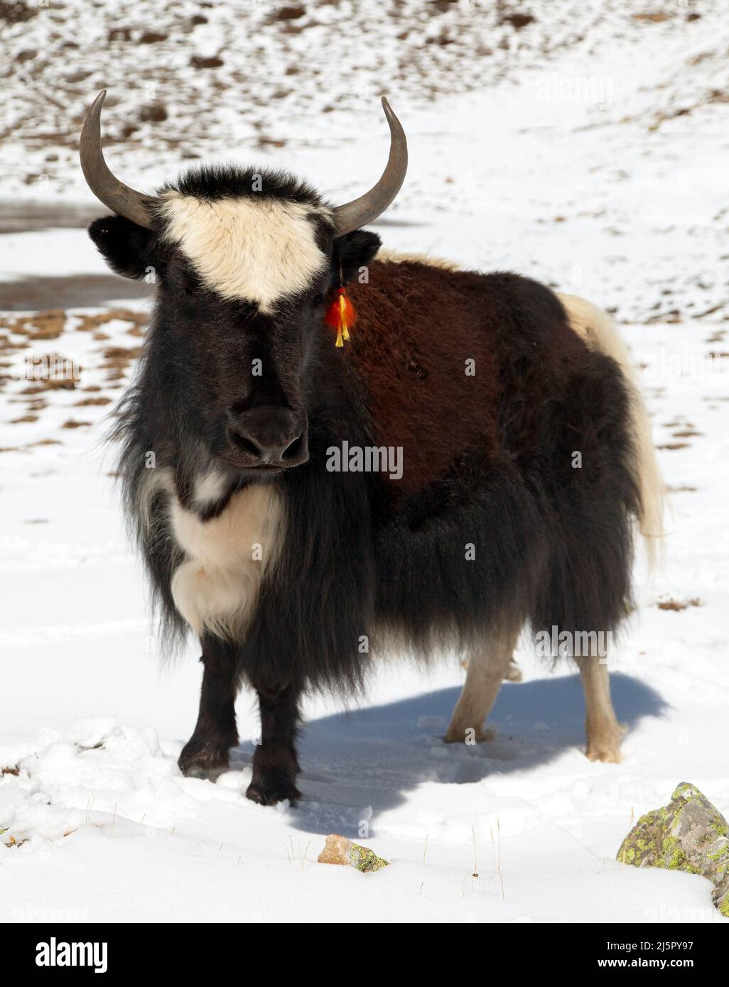 Black and white yak, bos grunniens or bos mutus, on snow background in Annapurna Area near Ice lake, Nepal Stock Photo