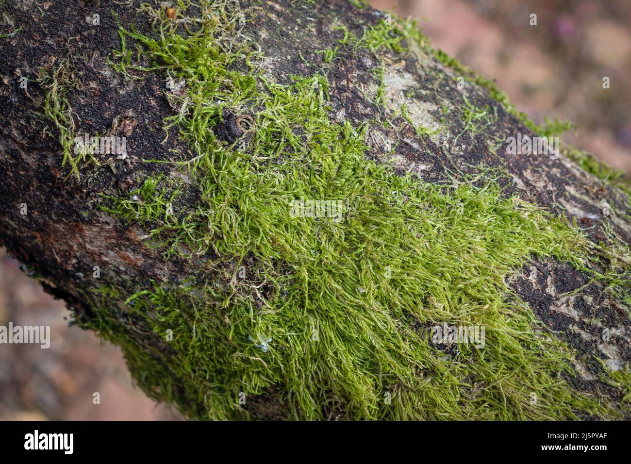 Green fluffy moss on a tree branch Stock Photo Alamy