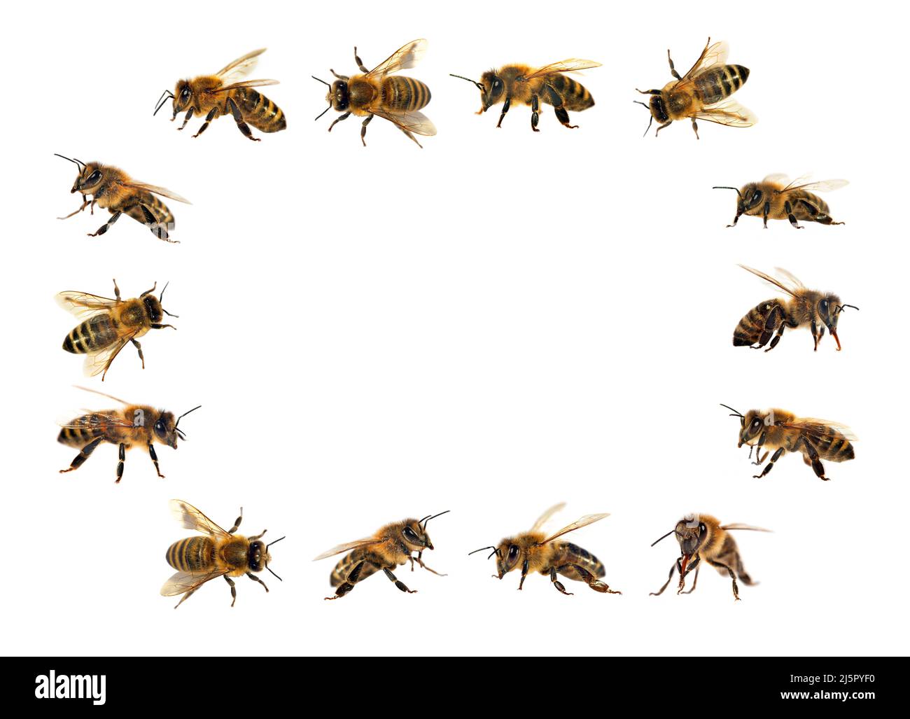 group of bee or honeybee in Latin Apis Mellifera, european or western ...