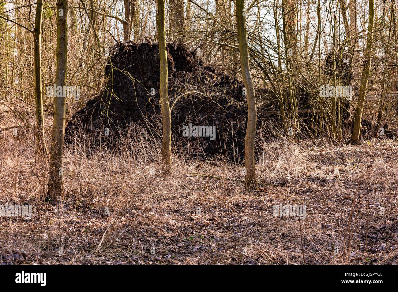 A strong storm has uprooted a large tree Stock Photo
