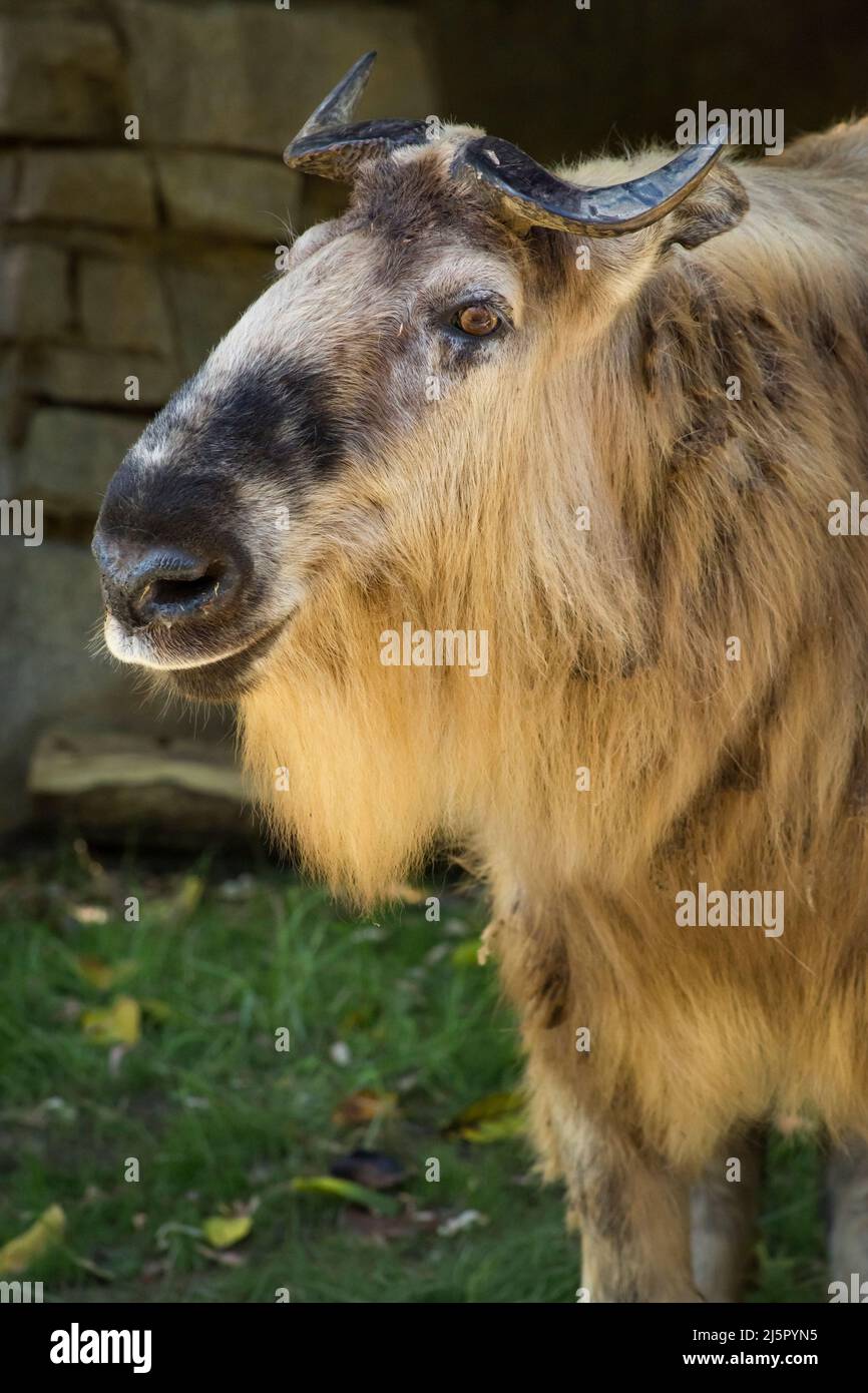 Tibetan Takin (also called cattle chamois or gnu goat) portrait Stock Photo
