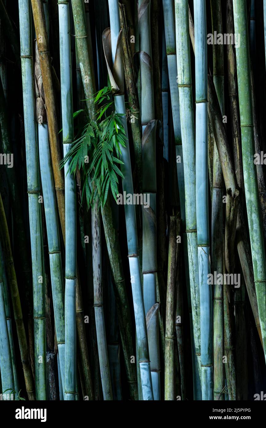 Tropical Blue Bamboo tree stalks (Bambusa chungii) - stock photo Stock Photo