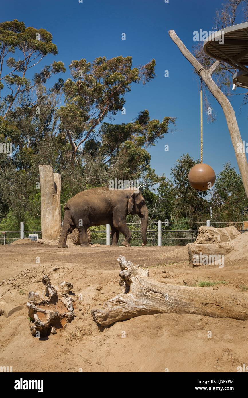 Asian elephant in its reproduction habitat enclosure in San Diego zoo