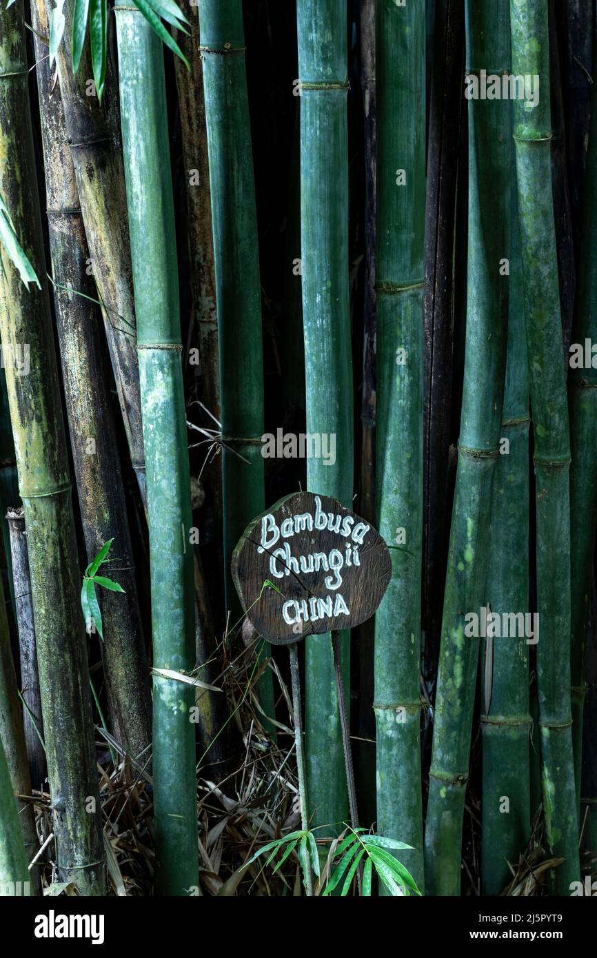 Tropical Blue Bamboo tree stalks (Bambusa chungii) - stock photo Stock Photo