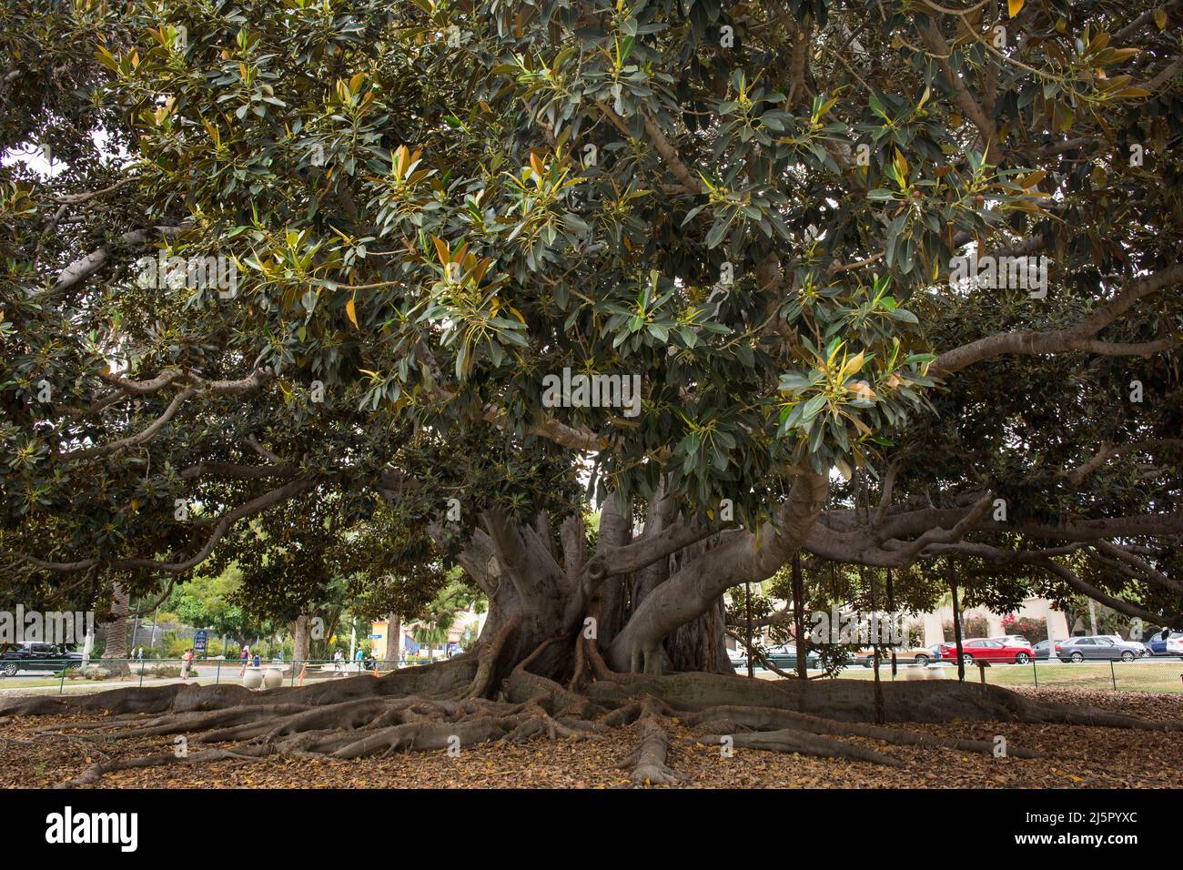 Closeup view of a hundredyearold fig tree in Balboa Park, San Diego Stock Photo Alamy