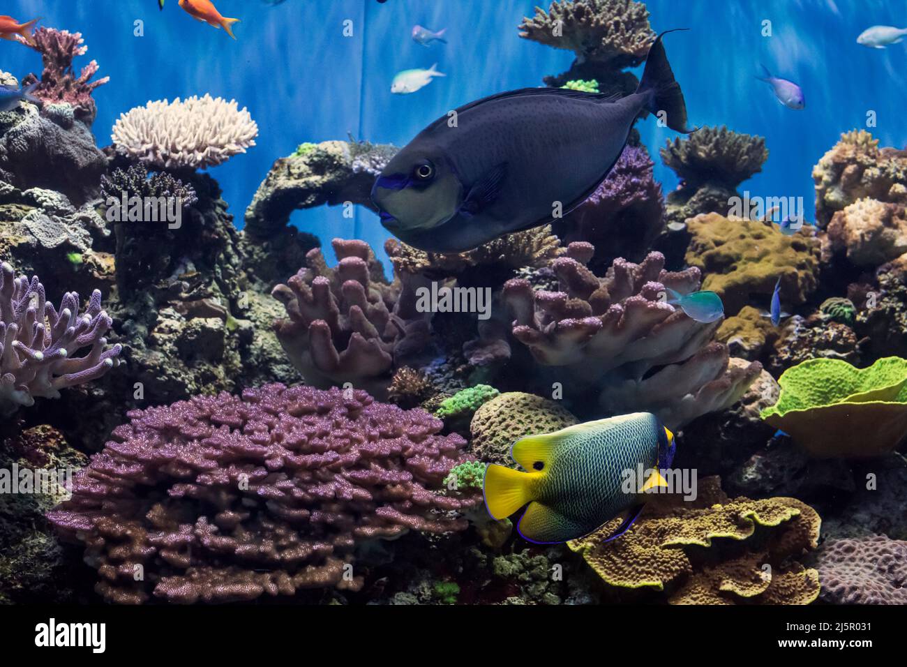 Close-up shot of a colorful aquarium with tropical fishes and corals of the West Pacific Ocean Stock Photo