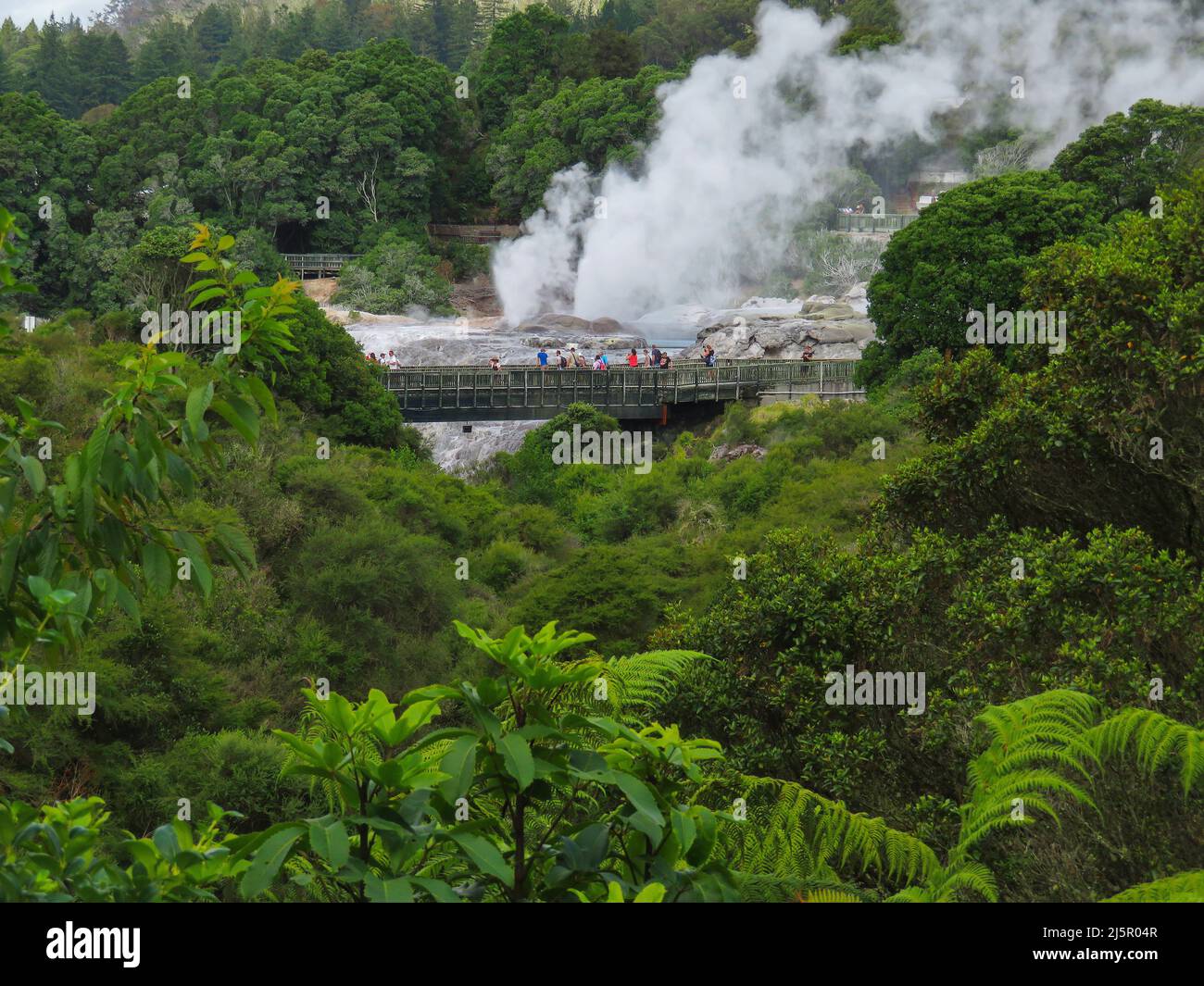 Pōhutu Geyser Exploding New Zealand, north island - Pohutu geyser erupting in Whakarewarewa ...
