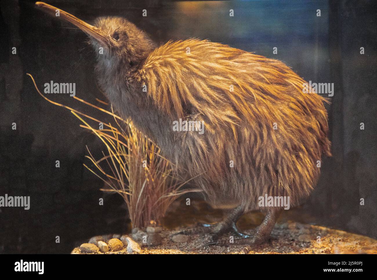Kiwi bird hi-res stock photography and images - Alamy