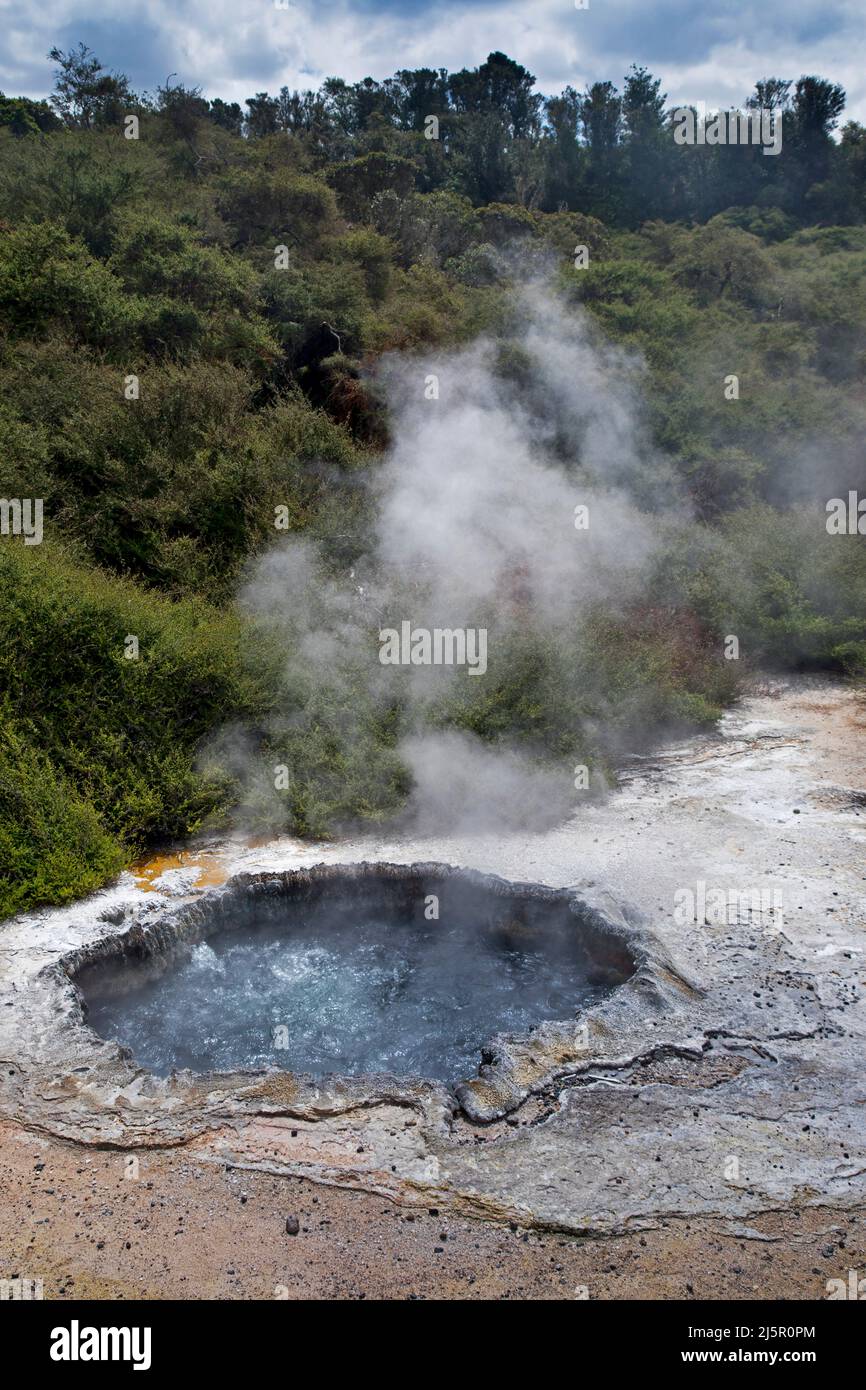 New Zealand, north island Cooking pool with boiling water in