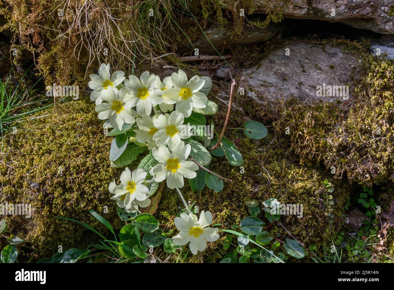 Wild Primroses on a river bank in The Kentmere valley of Cumbria Stock Photo