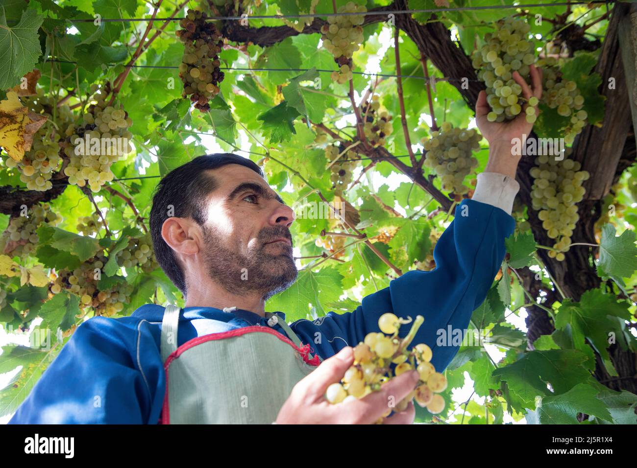 Argentina, bodega El Miraglo just outside San Juan. A labourer is picking the grapes. Stock Photo
