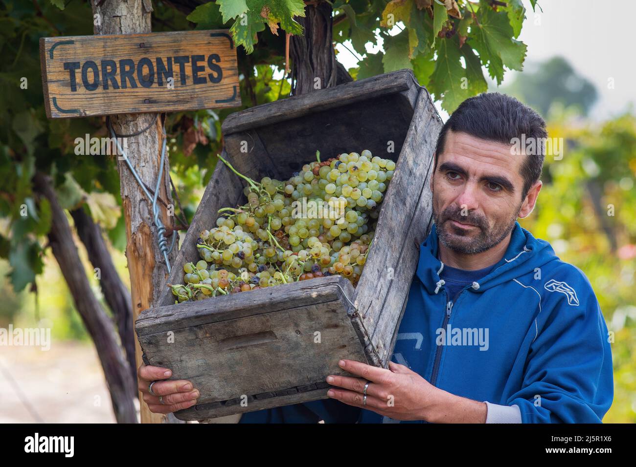 Argentina, bodega El Miraglo just outside San Juan. A labourer has just picked the Torrontes grapes. Stock Photo