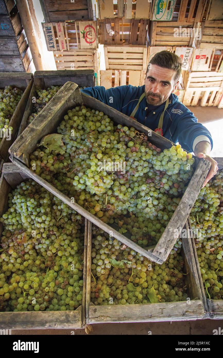 Argentina, bodega El Miraglo just outside San Juan. A labourer with the harvested grapes in a shed. Stock Photo