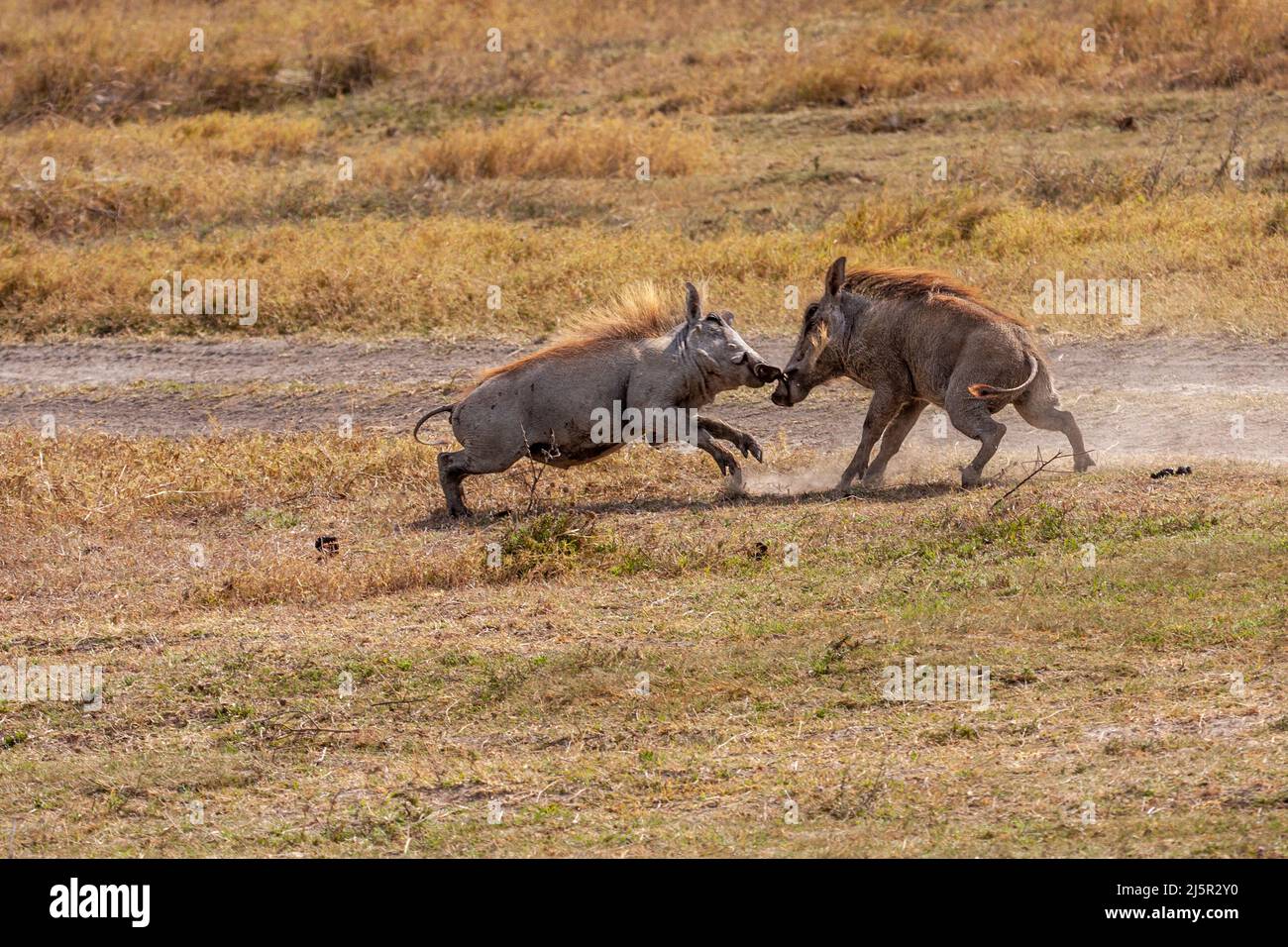 Warthog  (Phacochoerus africanus) males aggressively fight each other during mating season Stock Photo