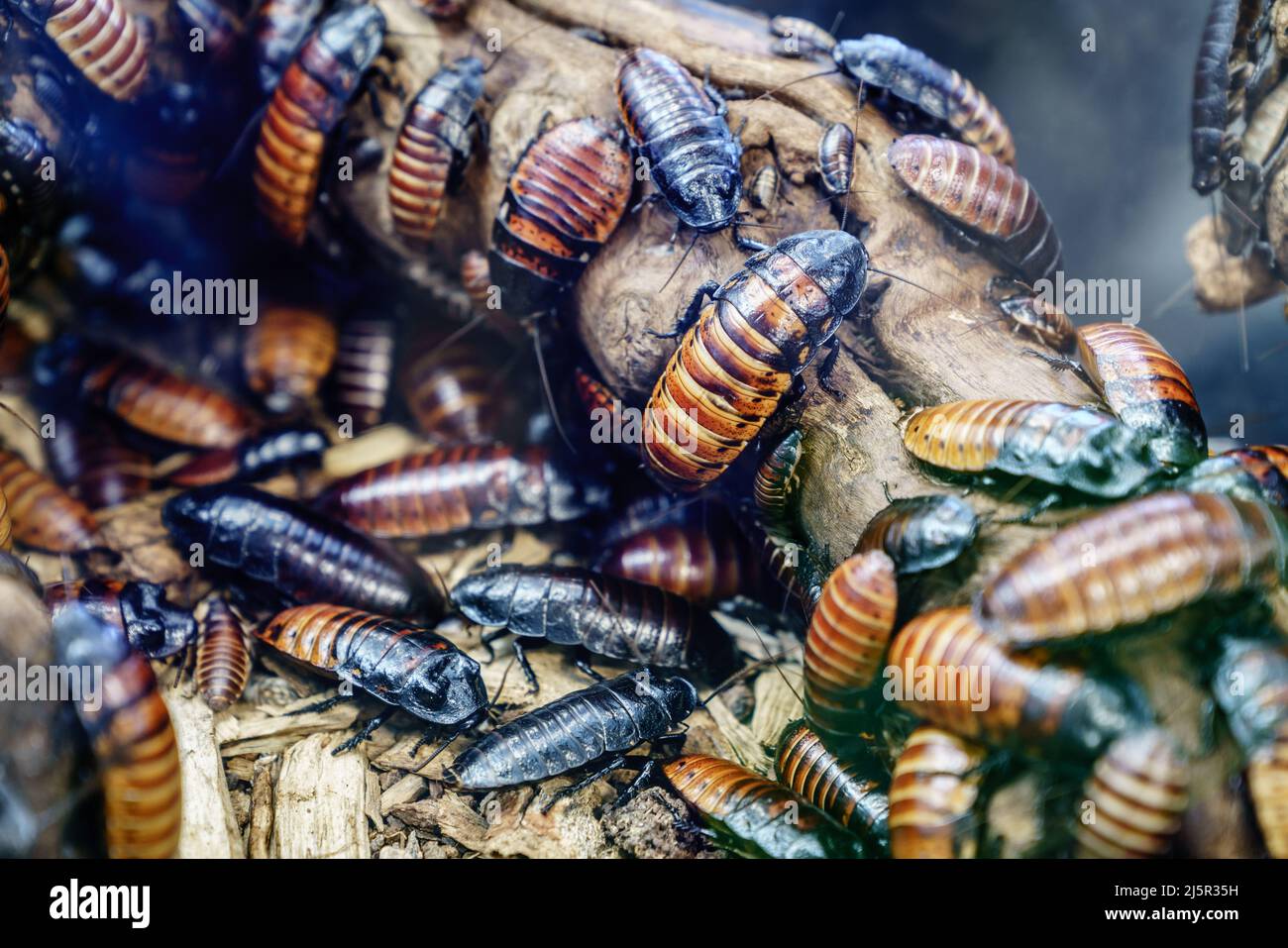 Close-up Image Of A Colony Of Madagascar Hissing Cockroach ...