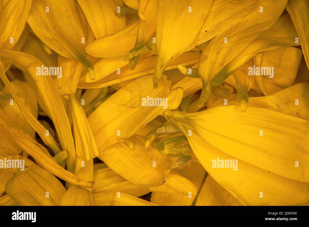 Brightly colored flower daisy pedals piled together Stock Photo Alamy