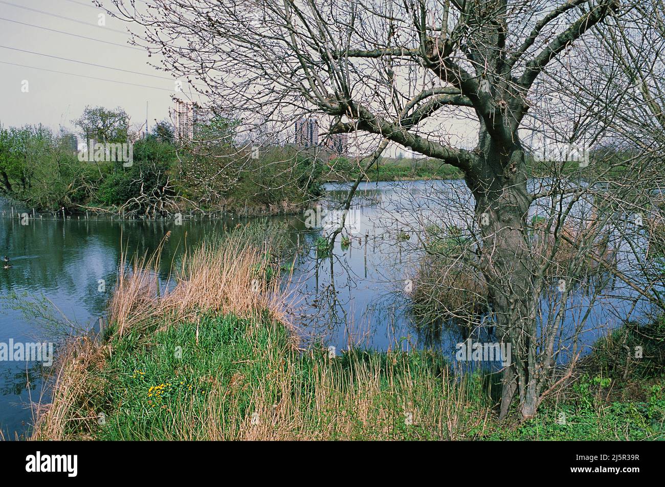 Reservoir in Walthamstow Wetlands, in springtime, North London UK, with new apartments at Tottenham Hale in the background Stock Photo