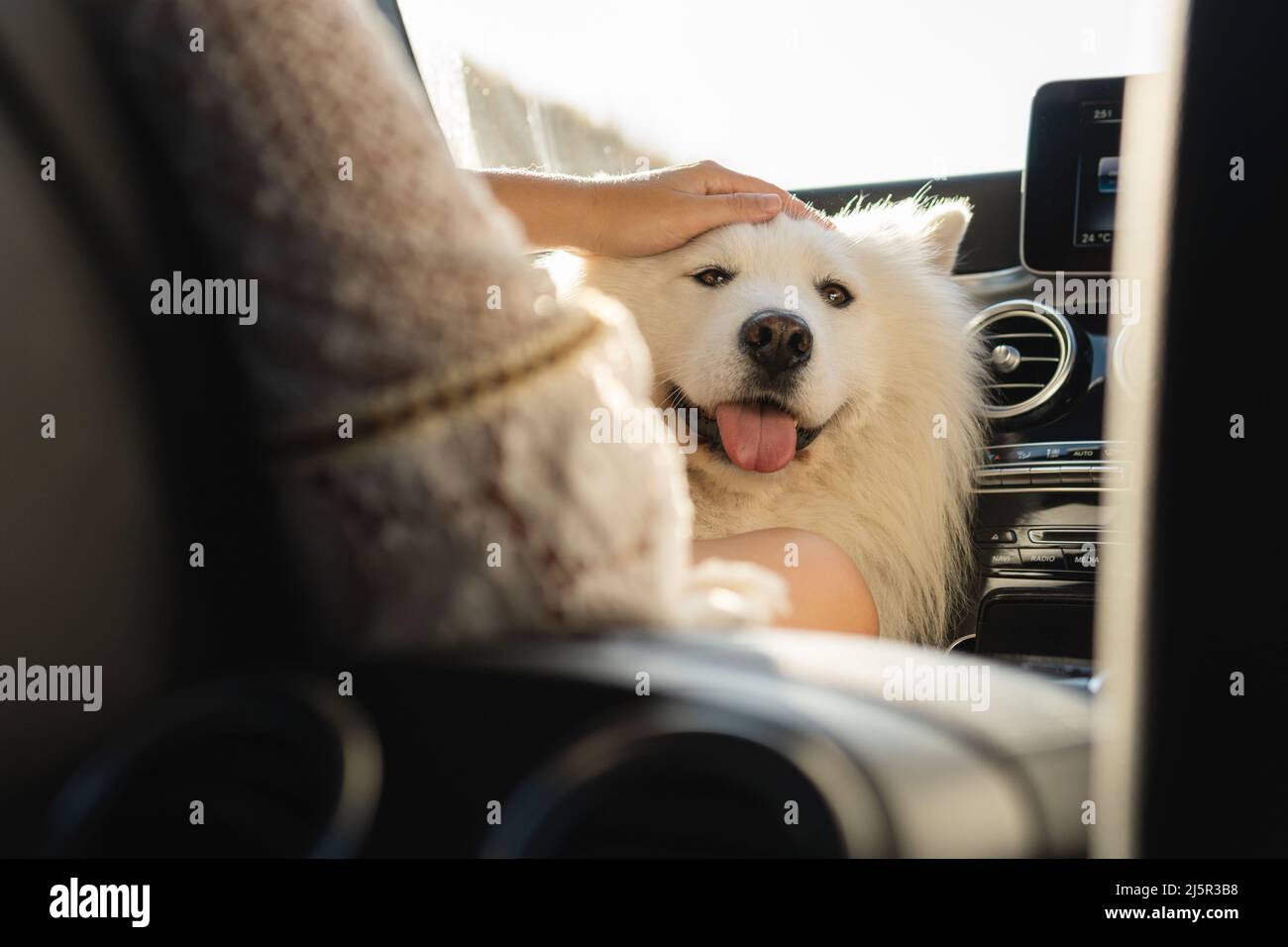 Cute Samoyed dog inside a modern car during a road trip at summer day