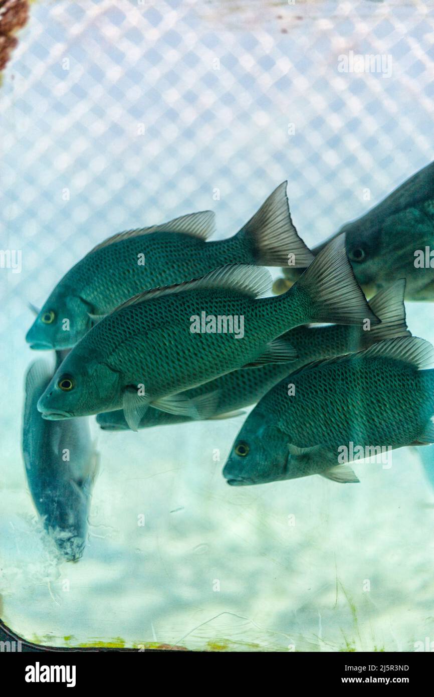 Group of fish seen through underwater window pane. Vintage image processing. Stock Photo