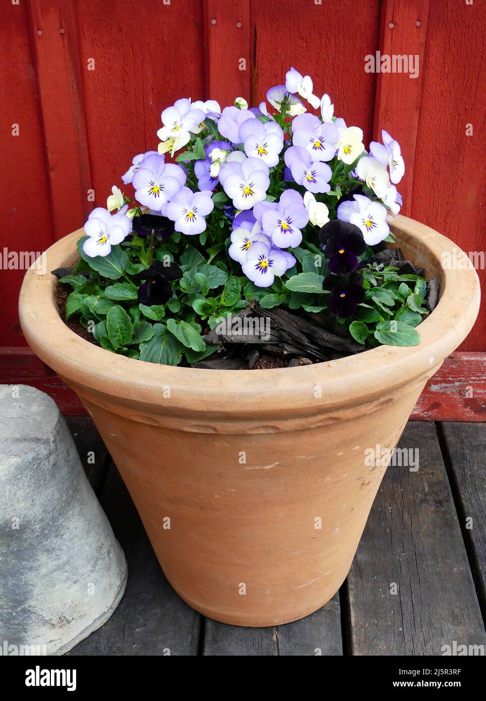 Pansies in a pot Stock Photo
