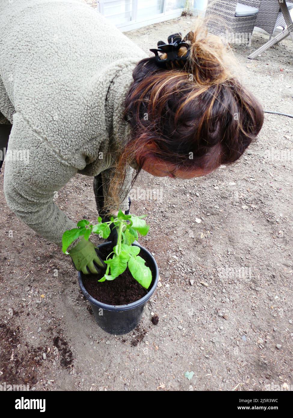 Woman planting a tomato plant Stock Photo - Alamy