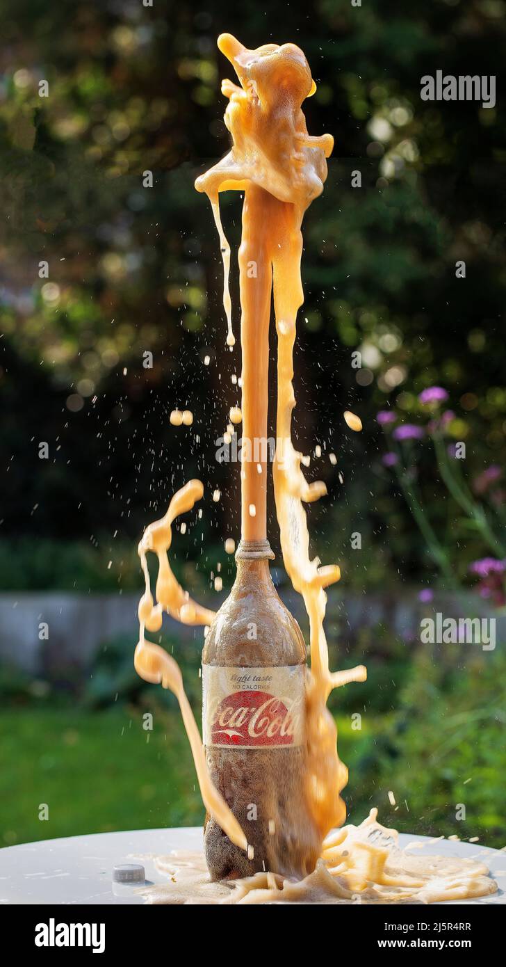 sang justering Delegeret Coca-cola splashes out of the bottle after Mentos sweets were added to the  carbonated cola liquid Stock Photo - Alamy